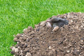 Mole crawling out of the tunnel - making damge to the lawn