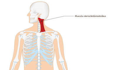 Anatomie - Muskulatur - Großer Kopfwender - lateinisch Beschriftung