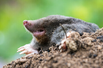 Fototapeta premium Mole crawling out of the tunnel - making damge to the lawn