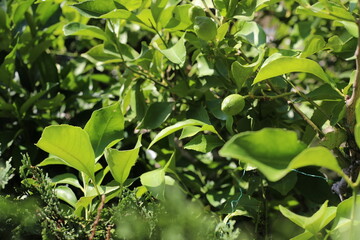 green leaves and lemons on a tree