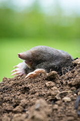 Mole crawling out of the tunnel - making damge to the lawn