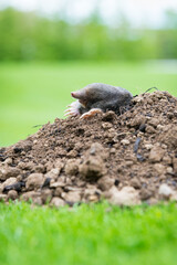Naklejka na ściany i meble Mole crawling out of the tunnel - making damge to the lawn