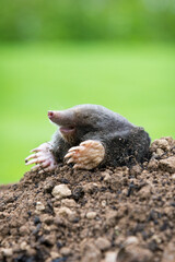 Mole crawling out of the tunnel - making damge to the lawn