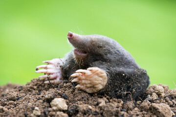 Mole crawling out of the tunnel - making damge to the lawn