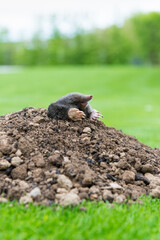 Mole crawling out of the tunnel - making damge to the lawn
