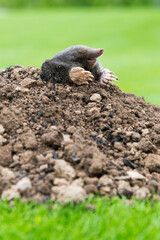 Mole crawling out of the tunnel - making damge to the lawn