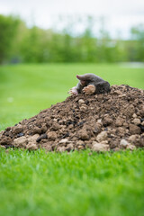 Mole crawling out of the tunnel - making damge to the lawn