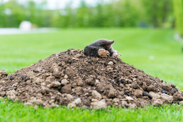 Mole crawling out of the tunnel - making damge to the lawn