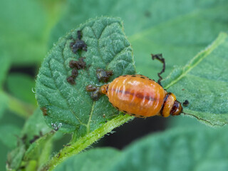 Colorado potato beetle larva eats potato leaves. Insect excrement.