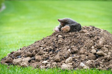 Mole crawling out of the tunnel - making damge to the lawn