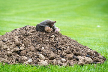 Mole crawling out of the tunnel - making damge to the lawn