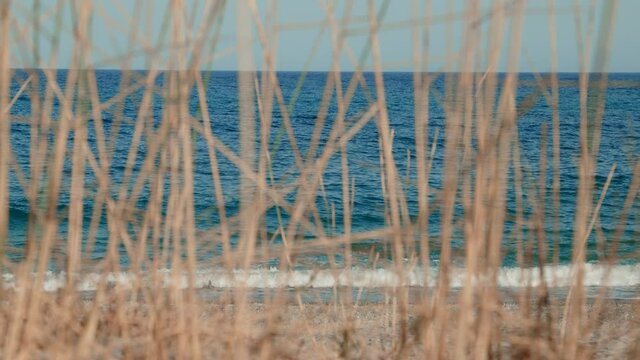 foglie nella spiaggia e mare sfuocato