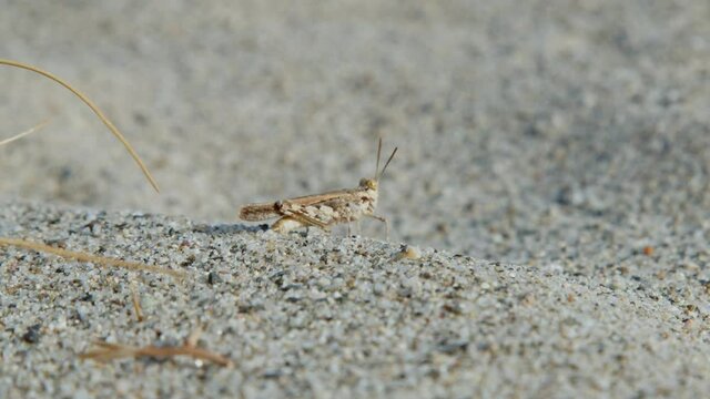 Grillo nella sabbia vicino al mare in Italia