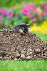 Mole on the top of the mole hill