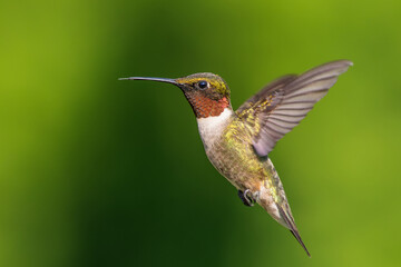 Ruby-throated Hummingbird
