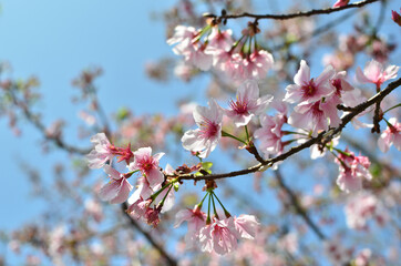 cherry blossom in spring