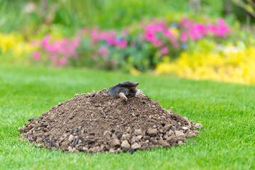 Mole on the top of the mole hill