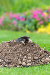 Mole on the top of the mole hill
