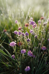 Obraz premium Purple flowers in a field in the morning, close up background