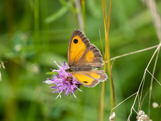 Female Gatekeeper Butterfly Feeding on Knapweed