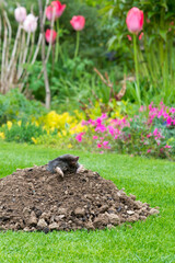 Mole on the top of the mole hill