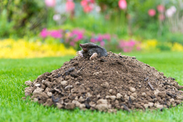 Mole on the top of the mole hill