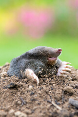 Mole on the top of the mole hill