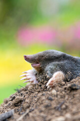Mole on the top of the mole hill
