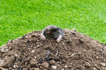 Mole on the top of the mole hill