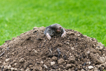 Mole on the top of the mole hill