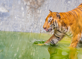 Tiger and water splash in lake