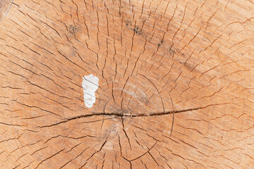 Slice of the wood timber background.