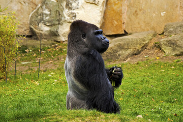 Black big gorilla standing on the grass in its habitat © Tamar Dundua/Wirestock