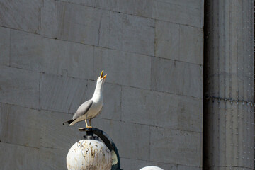 seagulls on the streets of the seaside town