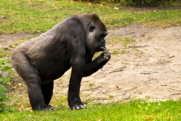 Black big gorilla standing on the grass in its habitat