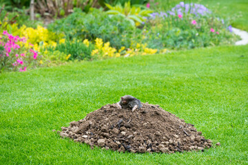 Mole - talpa europaea - peaking from the mole hill on the law inside flower garden