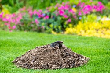 Mole - talpa europaea - peaking from the mole hill on the law inside flower garden