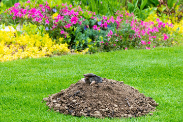 Mole - talpa europaea - peaking from the mole hill on the law inside flower garden
