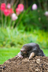 Mole peeking from the mole hill in the garden