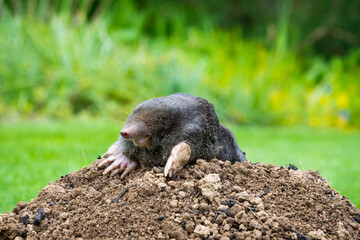 Mole peeking from the mole hill in the garden