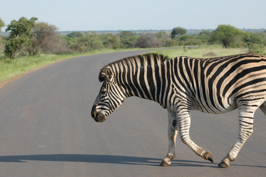 Beautiful zebra crossing the asphalt road in summer