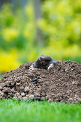Mole peeking from the mole hill in the garden