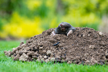 Mole peeking from the mole hill in the garden