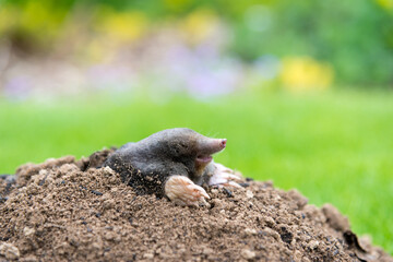 Mole peeking from the mole hill in the garden - obrazy, fototapety, plakaty
