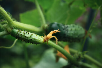 Small unripe cucumber gherkin with black thorns and a flower on a branch
