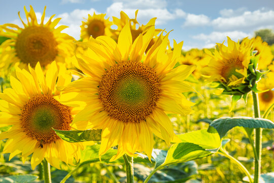 Sunflowers growing on an agricultural cultivated field.