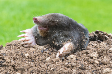 Mole peeking from the mole hill in the garden