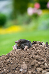 Mole peeking from the mole hill in the garden