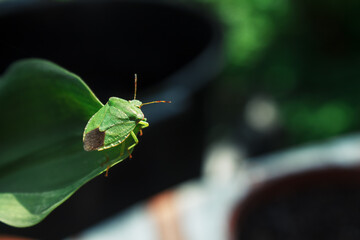 Insect pest green garden bug on a plant close up