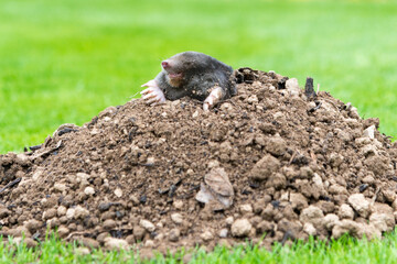 Mole peeking from the mole hill in the garden